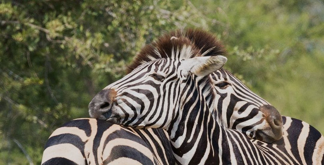 Entrare in connessione con le parti del sè e con le proprie emozioni